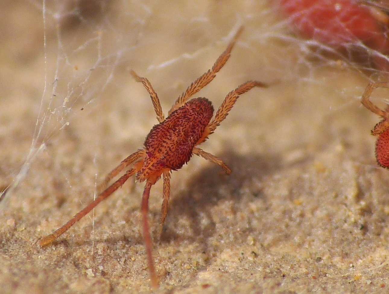 Acaro rosso piatto (fam. Smarididae)